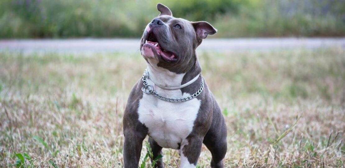 blue_nose_pitbull_v1