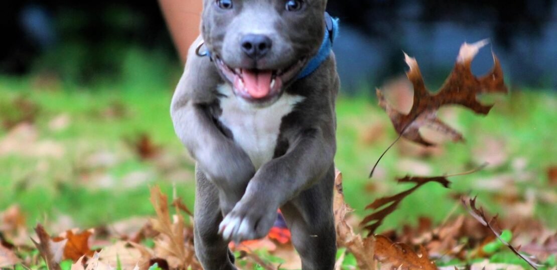 Happy Pit Bull Puppy